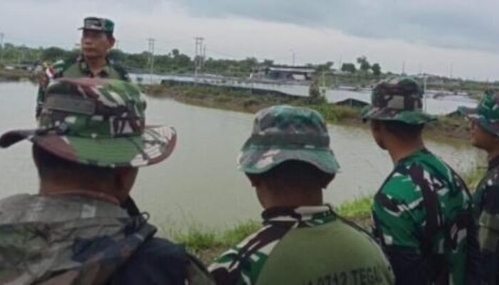 Cegah Abrasi Pantai Kedungkelor, Kodim 0712 Tegal Tanam Ribuan Bibit Mangrove