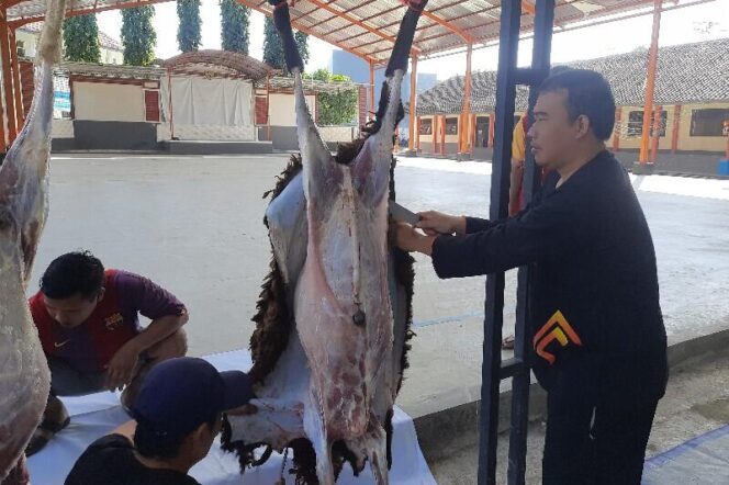 
					Hari Raya Idul Adha, SMK Mutubumi Sembelih 2 Ekor Sapi dan 4 Ekor Kambing