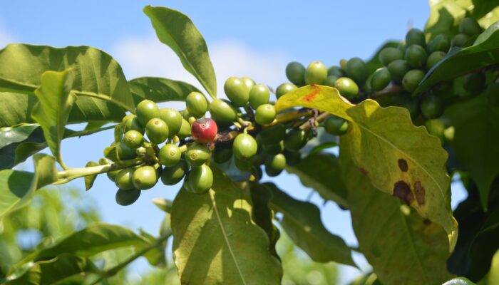 Mengenal Ragam Kopi Indonesia: Mana Favoritmu?