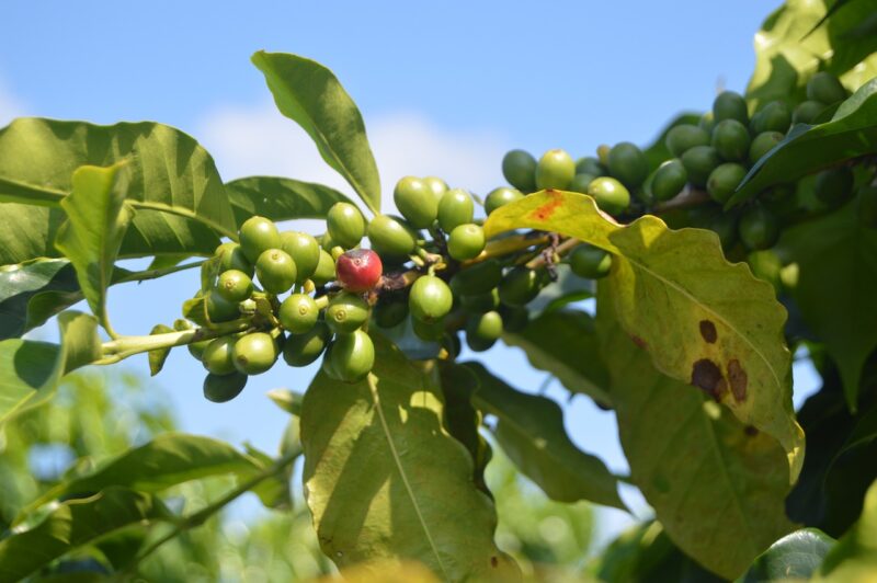 Ilustrasi pohon kopi. Foto: Pixabay/Wojoan.