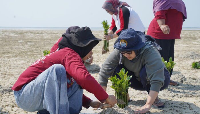 HUT Bank Indonesia ke-70 Diwarnai Tanam 1.000 Pohon Mangrove di 7 Lokasi se Indonesia