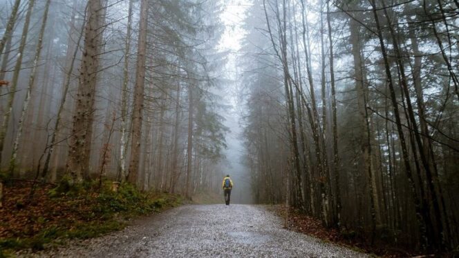 
					Ilustrasi hutan. Foto: StockSnap/Pixabay.