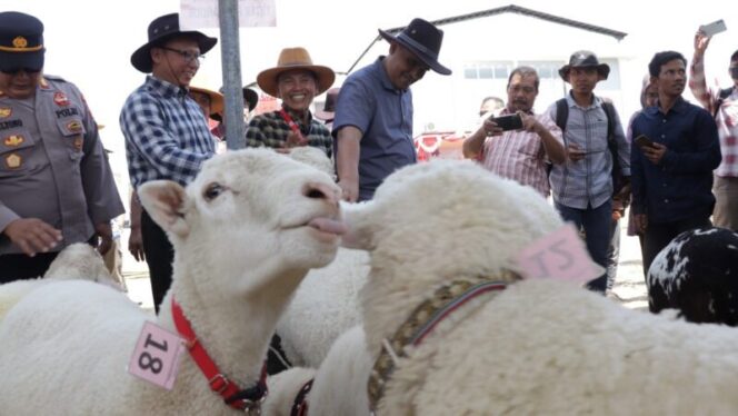 
					Kontes Domba Kambing Dorong Peningkatkan Pengetahuan Beternak