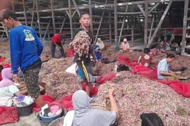 
					Harga bawang merah di tingkat petani masih tinggi pasca lebaran 2024. (Foto: Yudhi Prasetyo/Portal Pantura)