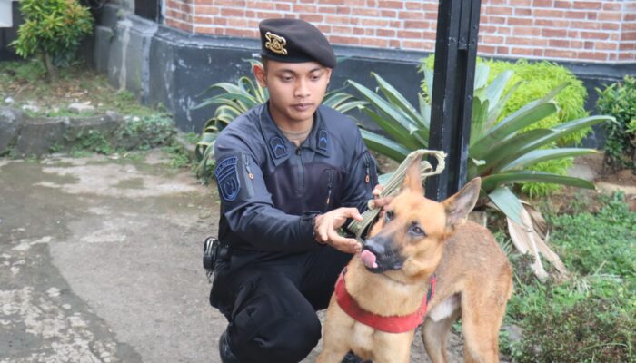 Belgian Malinois Asal Negeri Kincir Angin Belanda Milik Polres Tegal Ikuti Pelatihan Unit Satwa K9