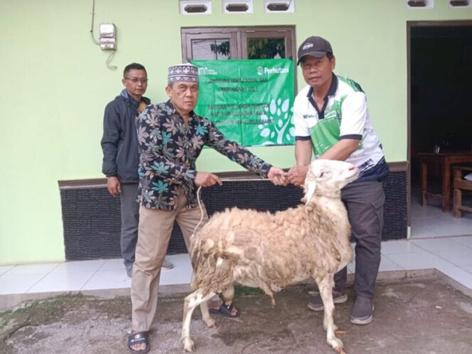 
					Idul Adha 1445 Perhutani KPH Pekalongan Barat Serahkan Hewan Kurban Bagi Petani Sadap Kabupaten Brebes