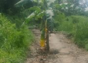 Warga protes jalan rusak dengan menanam pohon. (Istimewa)