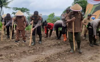 VIDEO: Penanaman Jagung Serentak