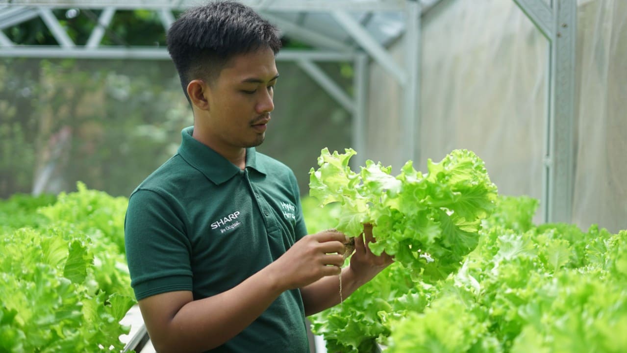 Salah satu peserta Sharp Hydro Heroes sedang mengamati hasil panen tanaman selada.