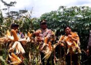 Polsek Bumiayu Gelar Rapat Virtual Nasional untuk Dukung Penanaman Jagung Serentak