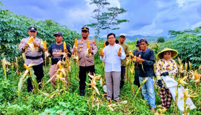 Polsek Bumiayu Tunjukkan Kemandirian Pangan dengan Panen Raya Jagung di Lahan Terbatas